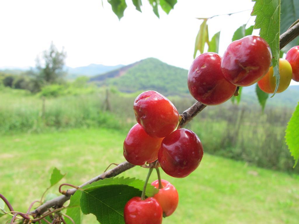 Can Janot Villa Olot Værelse billede